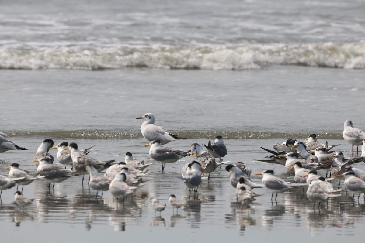 Hint Martısı - ML647829745