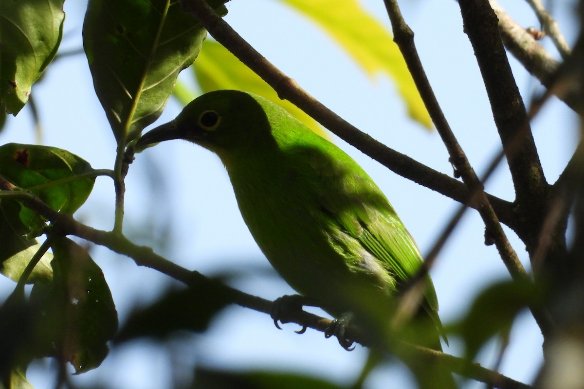 sýkavka větší - ML647829750