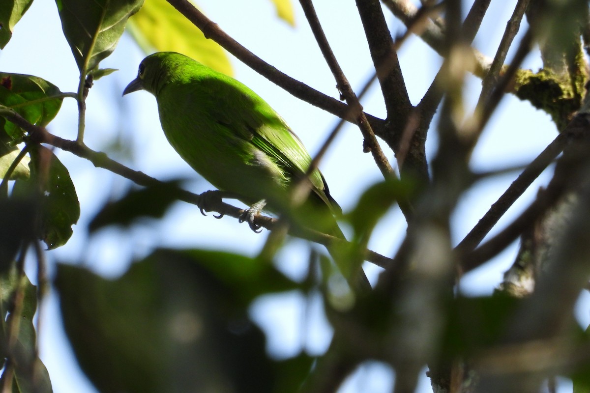 sýkavka větší - ML647829751