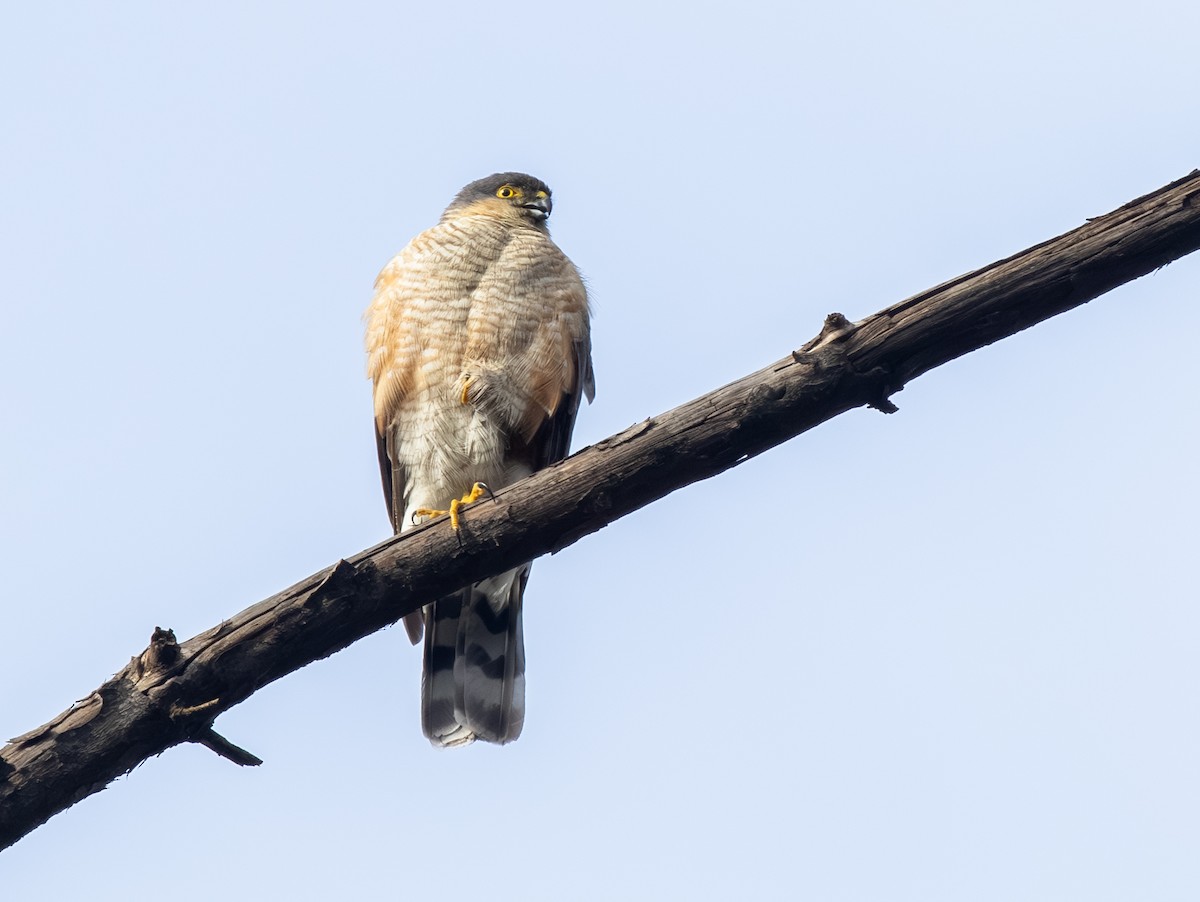 krahujec americký - ML647829753