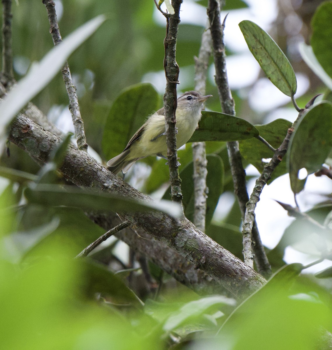 Brown-capped Vireo - ML647829754