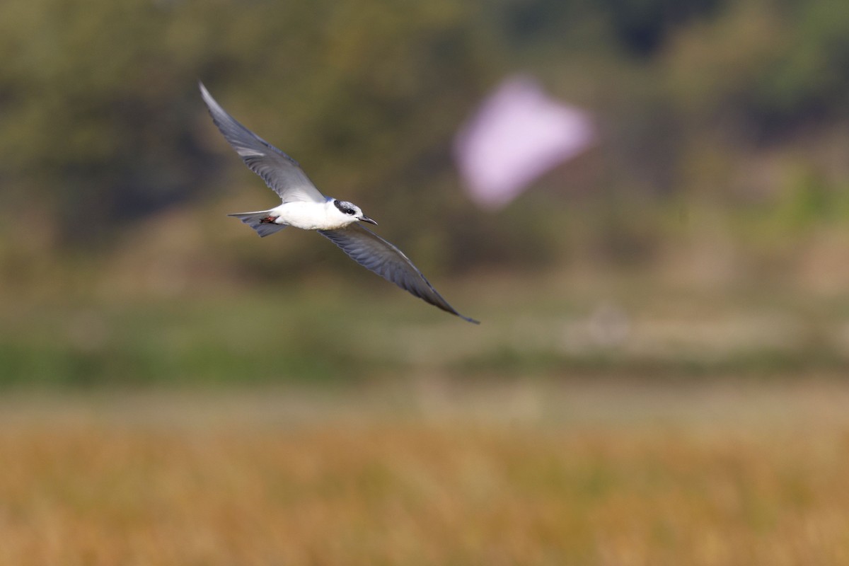 rybák bahenní - ML647829755