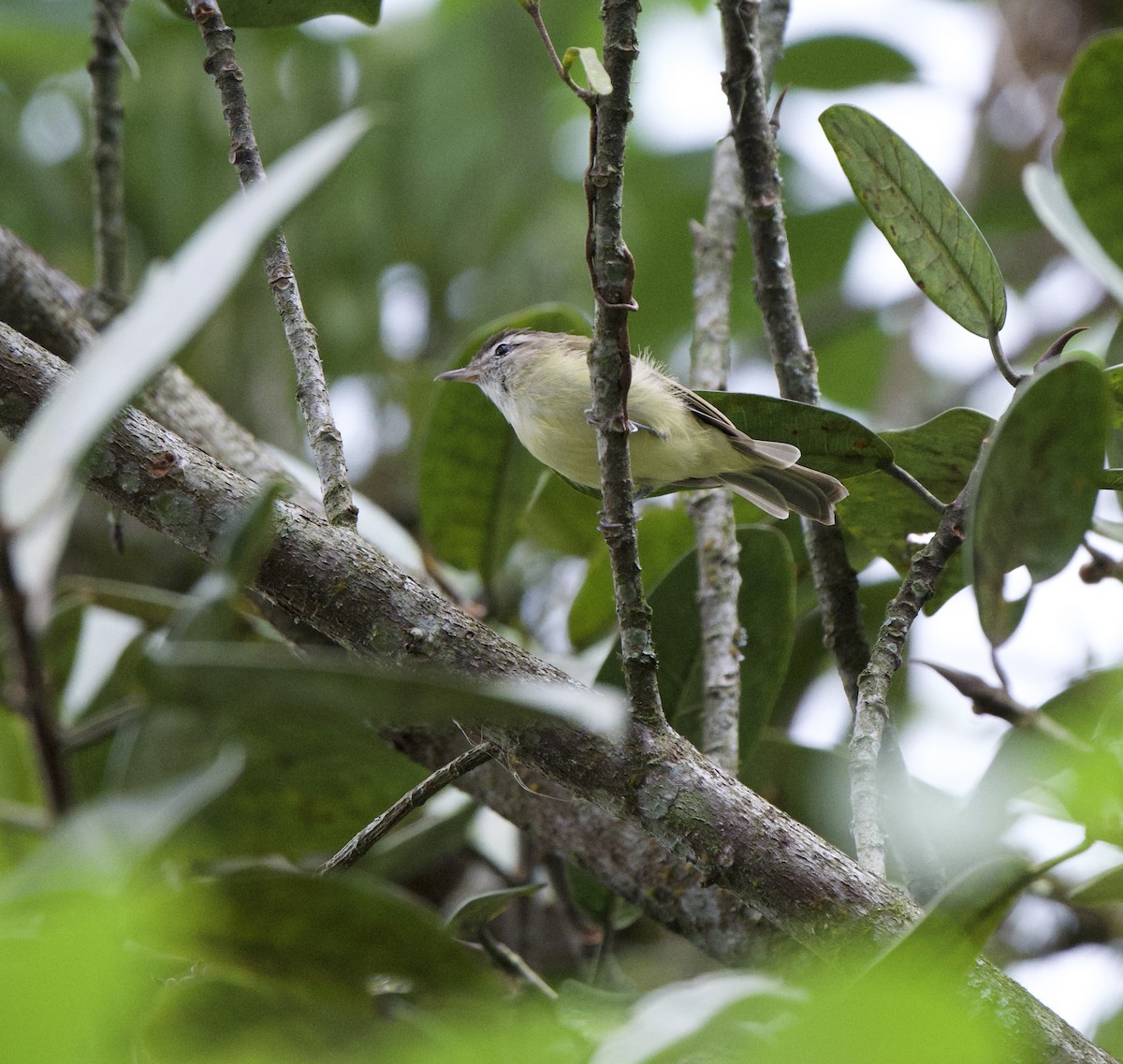 Brown-capped Vireo - ML647829756
