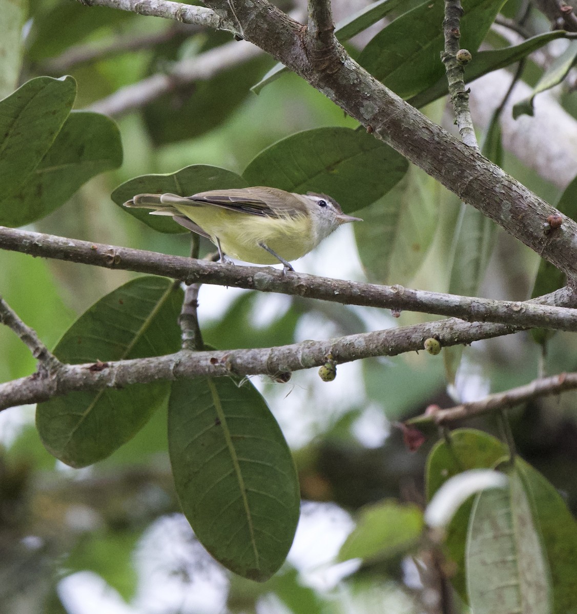 Brown-capped Vireo - ML647829758
