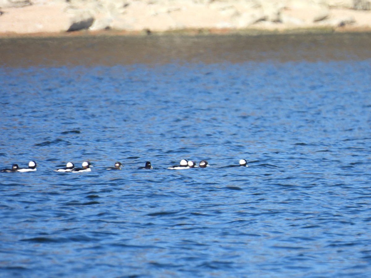 Гоголь-головастик - ML647829773