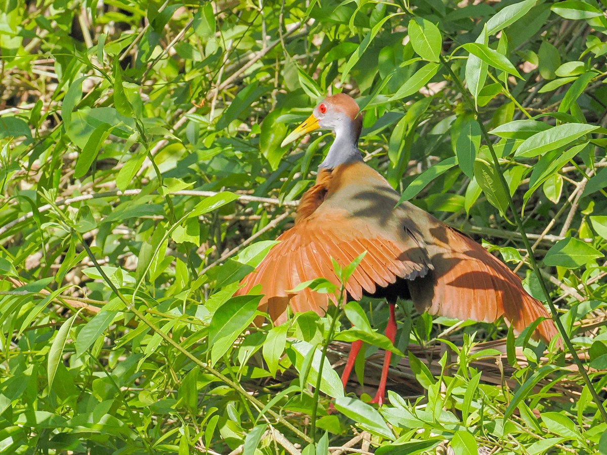 Russet-naped Wood-Rail - ML647829776