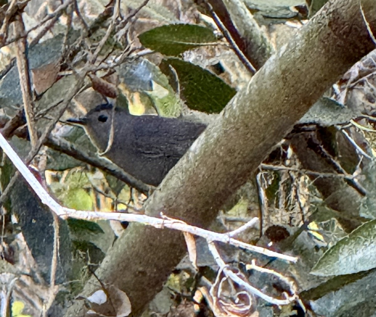 Pájaro Gato Gris - ML647829778