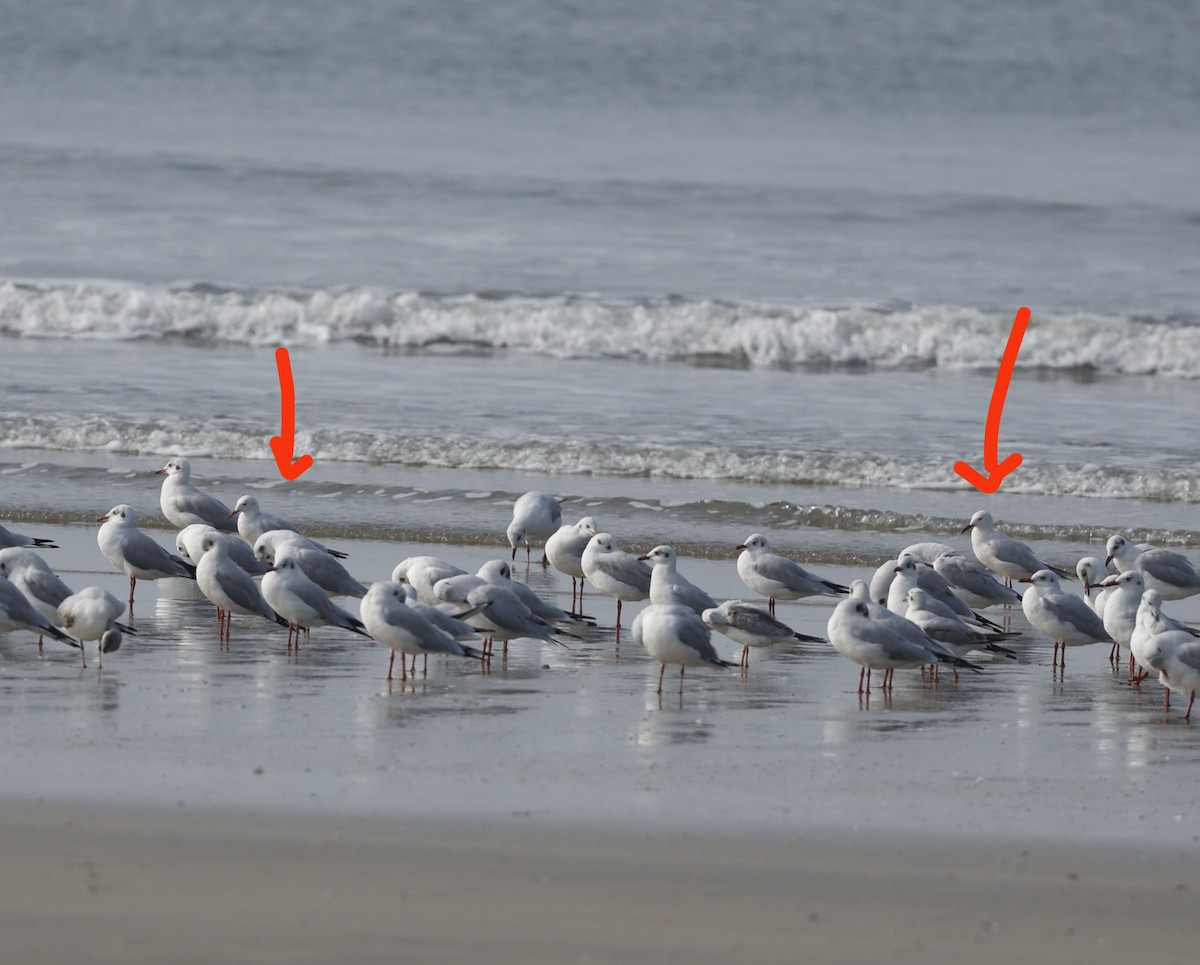 Морской голубок - ML647829804