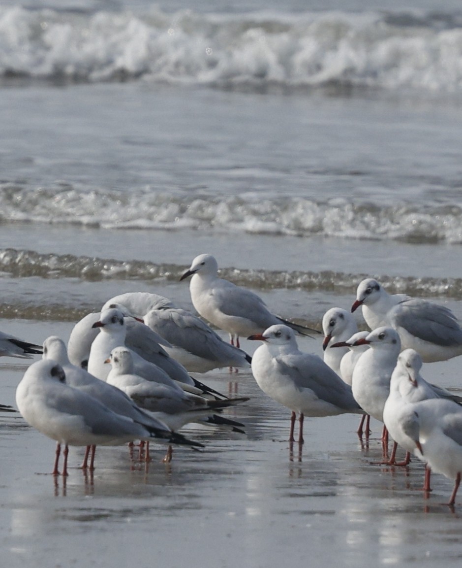 Морской голубок - ML647829805