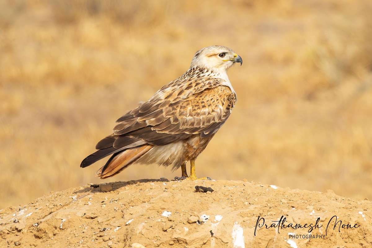 ニシオオノスリ - ML647829865