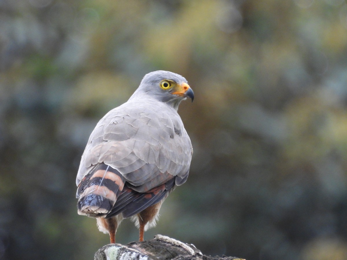 Roadside Hawk - ML647829909