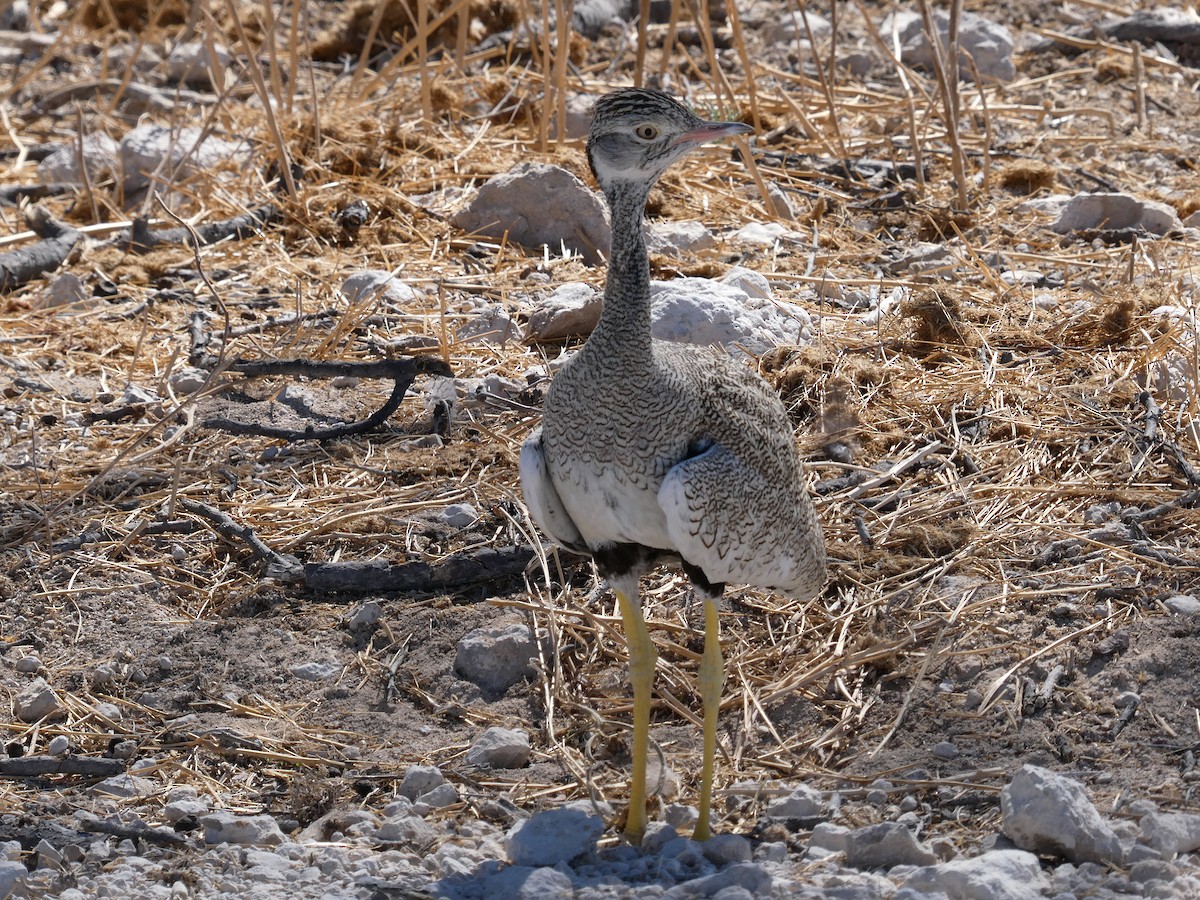 White-quilled Bustard - ML647829910