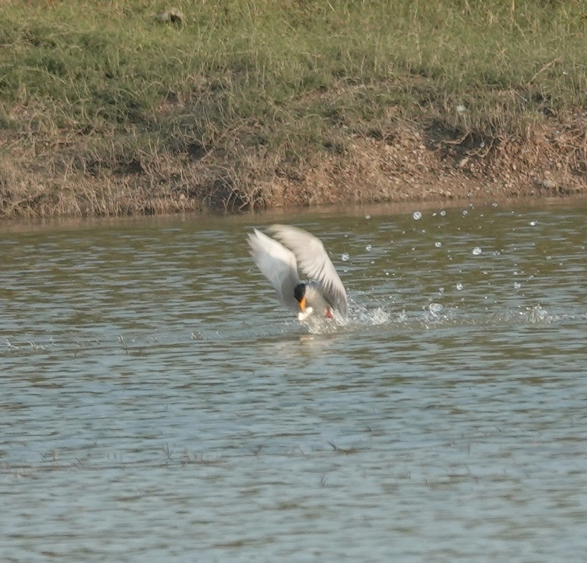 River Tern - ML647829916