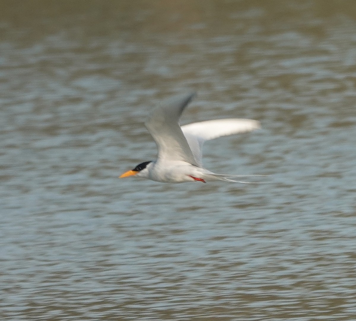 River Tern - ML647829921