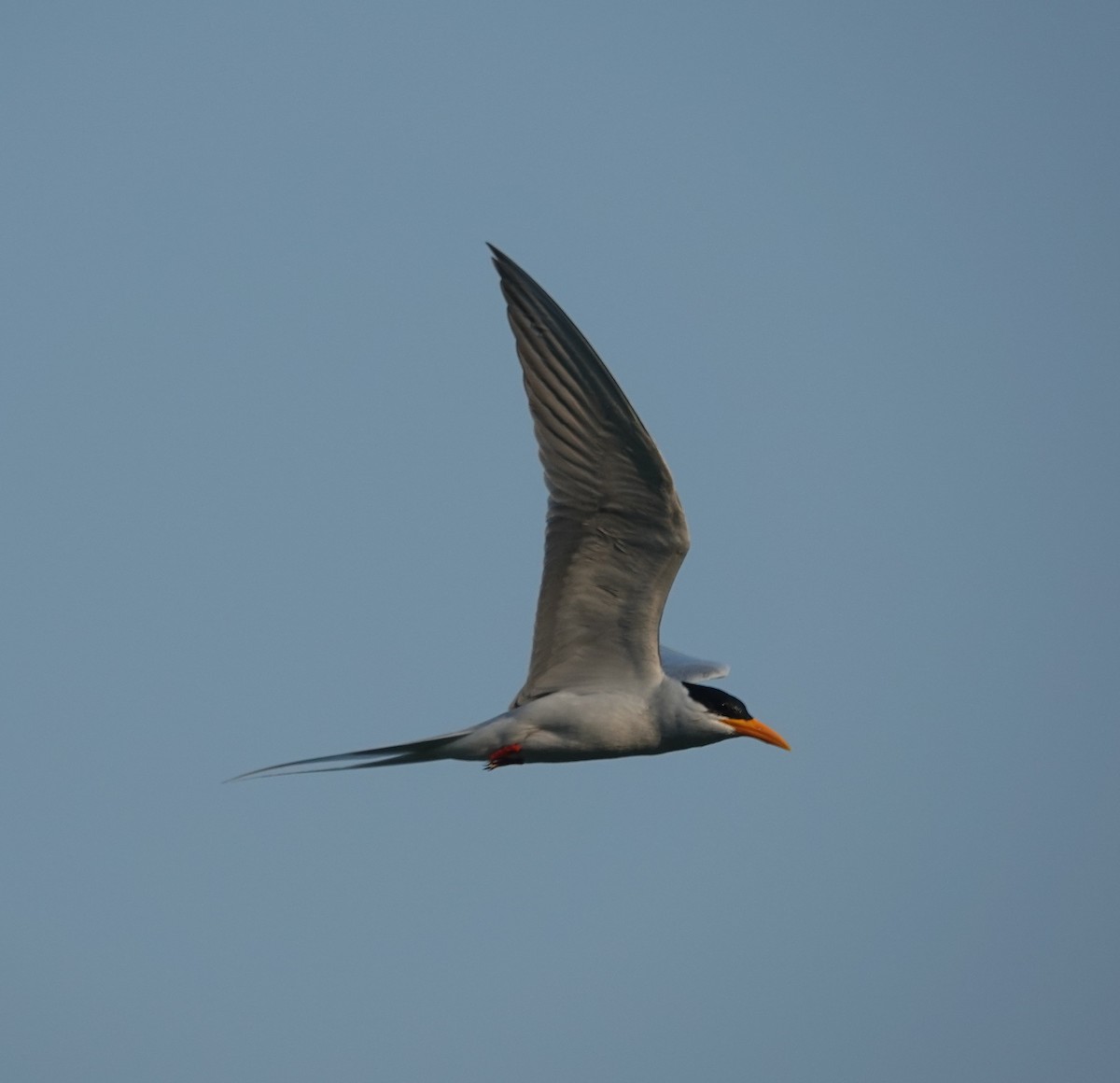 River Tern - ML647829923