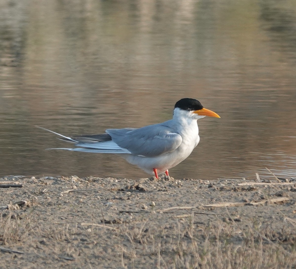 River Tern - ML647829929