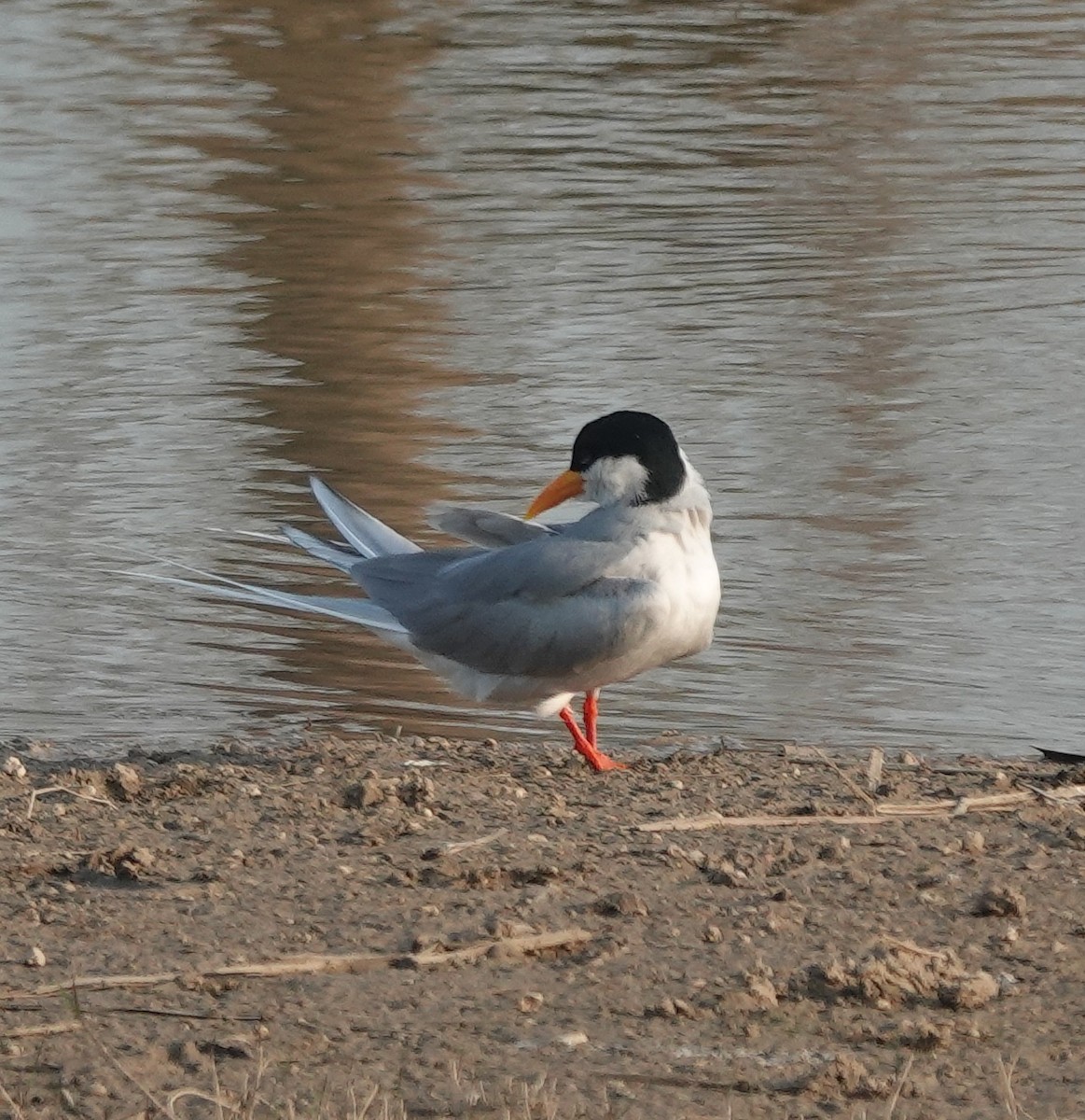 River Tern - ML647829930