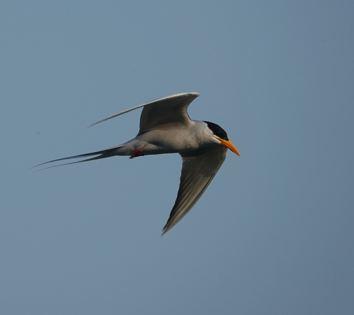 River Tern - ML647829931