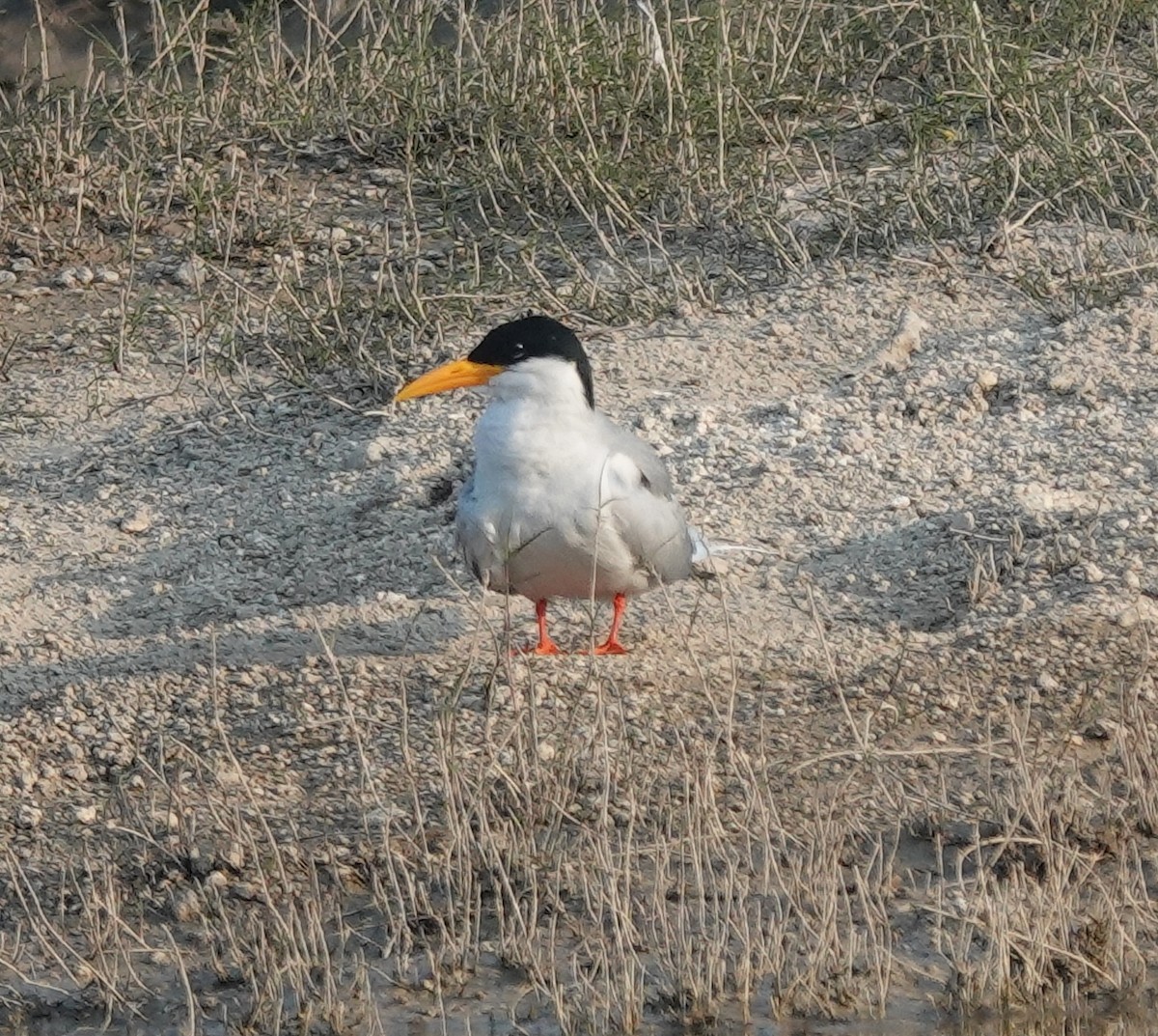 River Tern - ML647829932