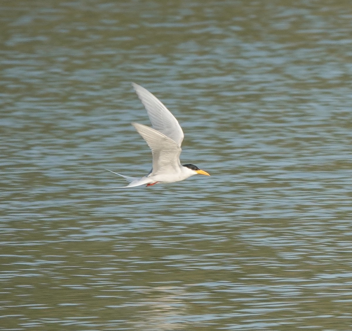 River Tern - ML647829933