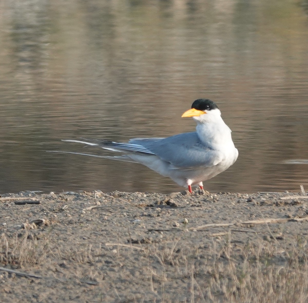 River Tern - ML647829934