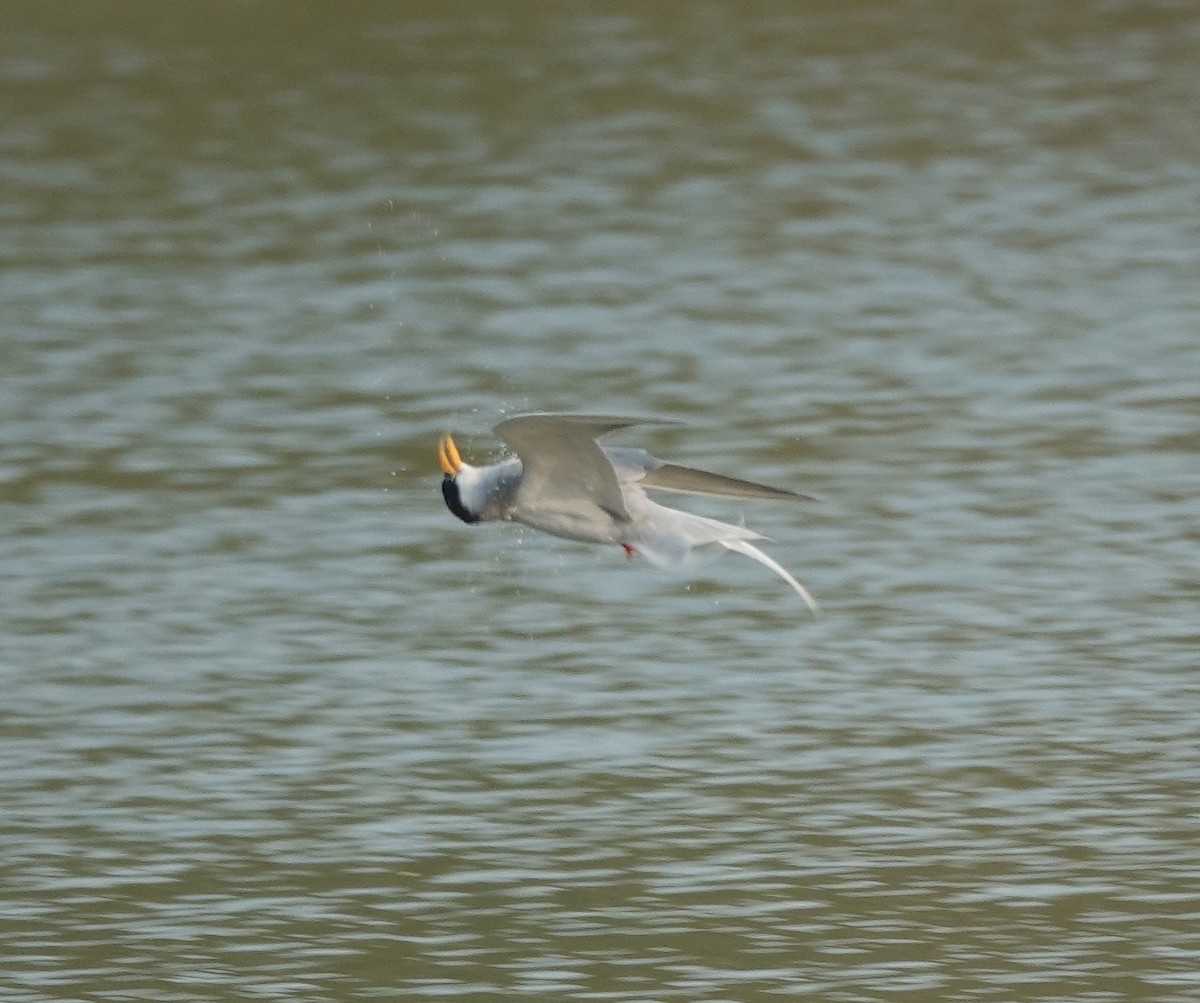 River Tern - ML647829935