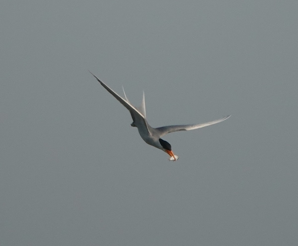 River Tern - ML647829936