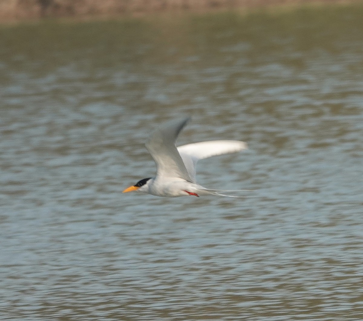 River Tern - ML647829937