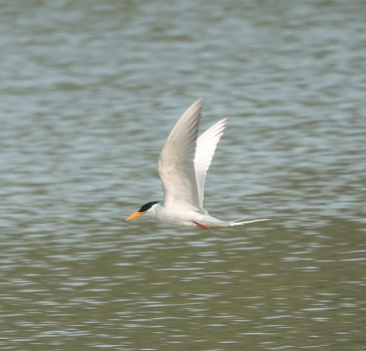 River Tern - ML647829938