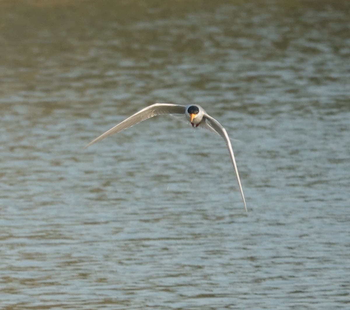 River Tern - ML647829939