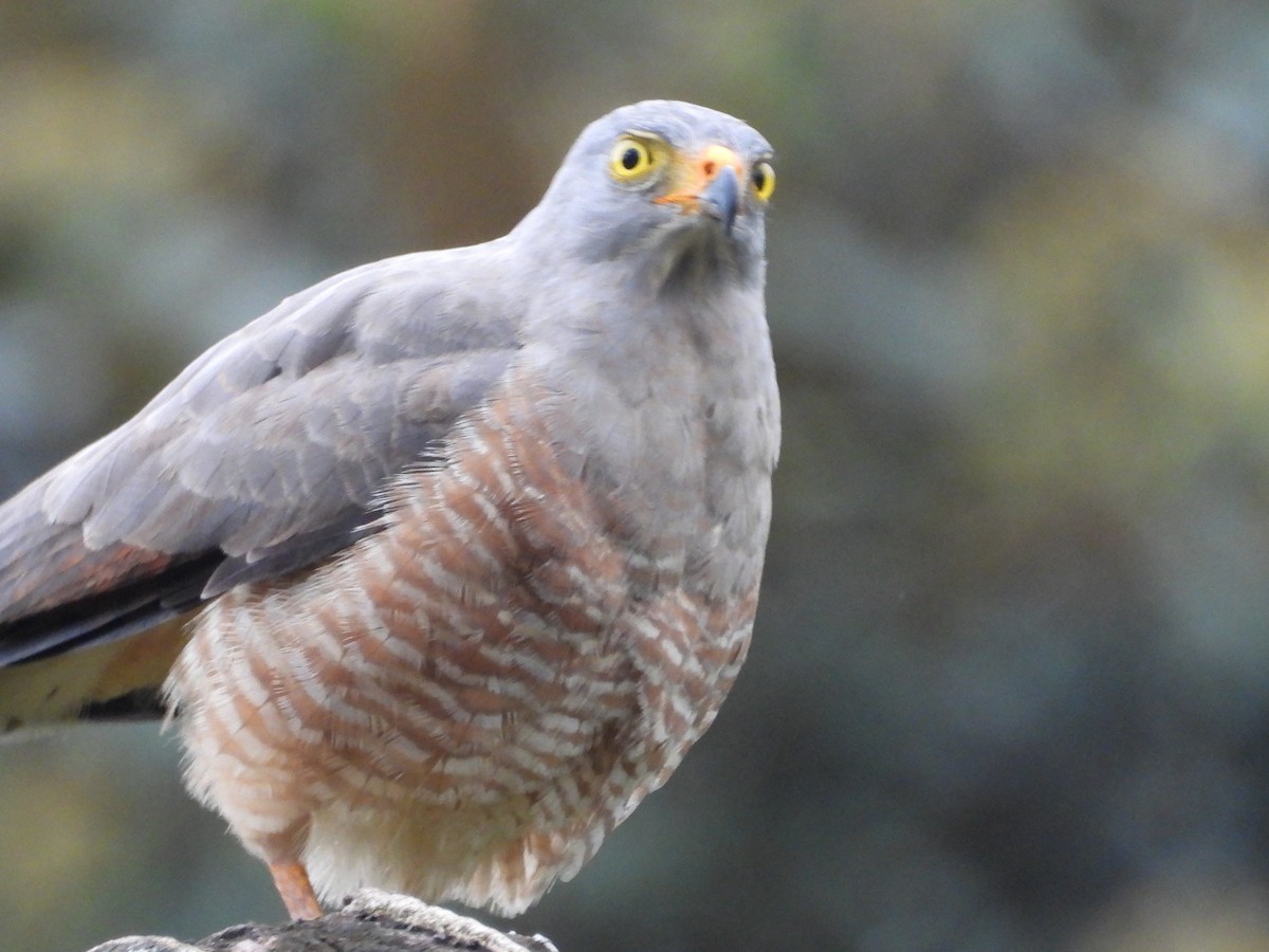 Roadside Hawk - ML647829945