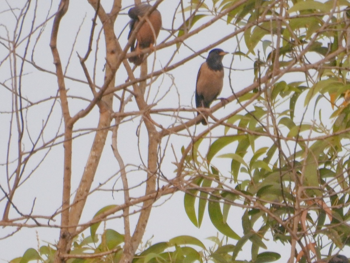 Rosy Starling - ML647829950