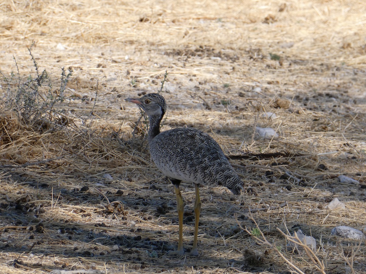 White-quilled Bustard - ML647829976