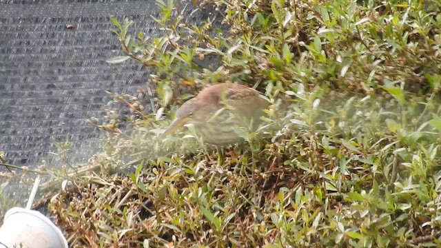 Рыжий волчок - ML647829983