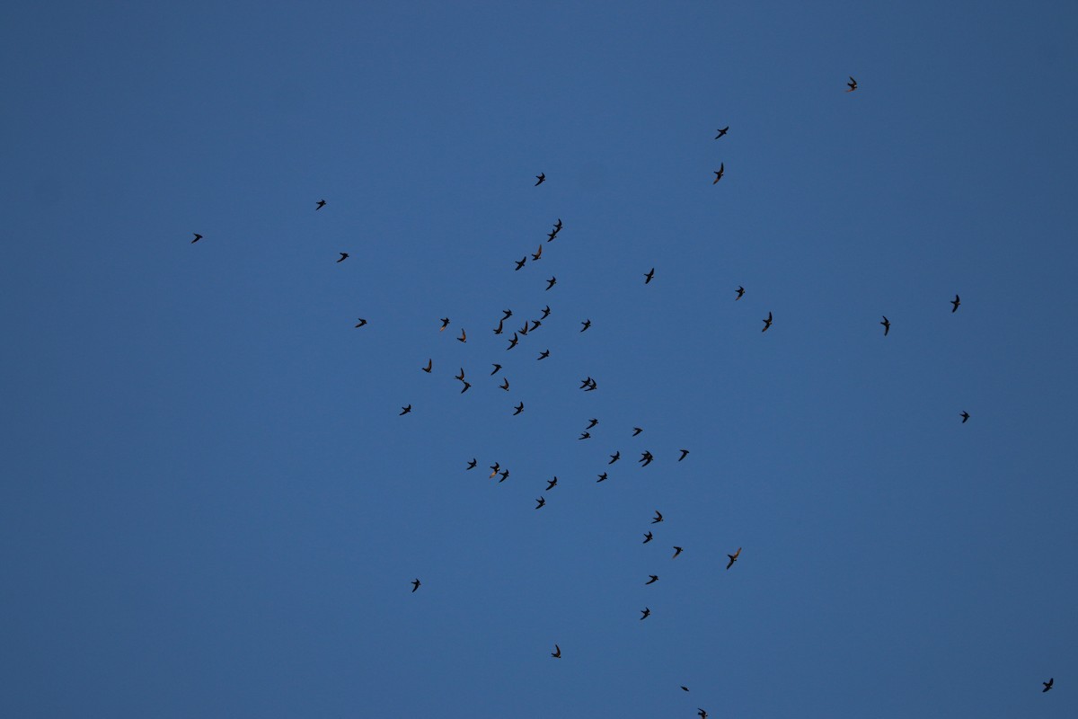 Halsbandsegler - ML647830000