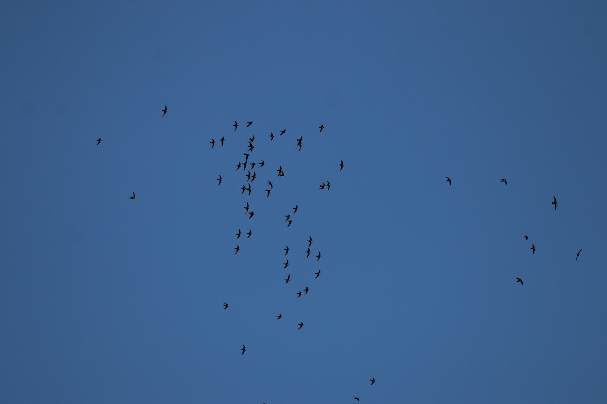 Halsbandsegler - ML647830001