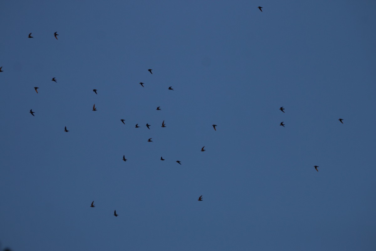 Halsbandsegler - ML647830002