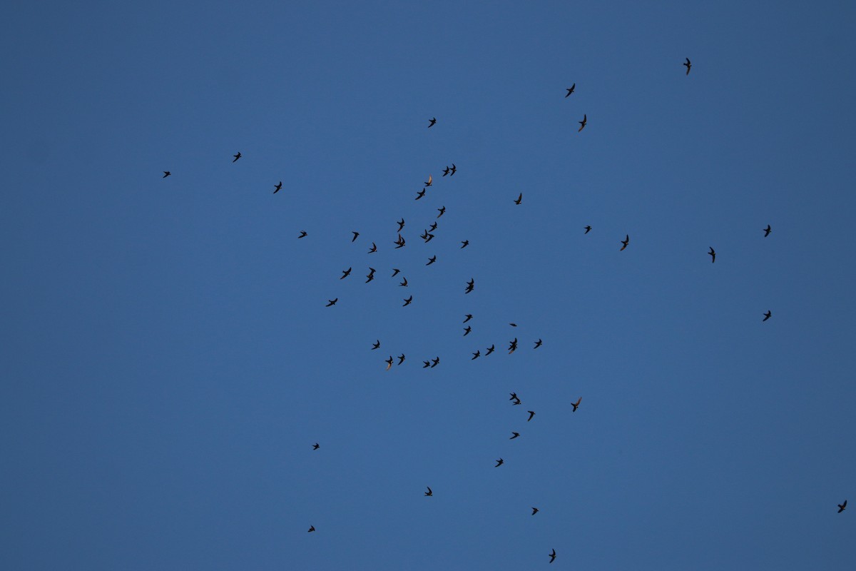 Halsbandsegler - ML647830003