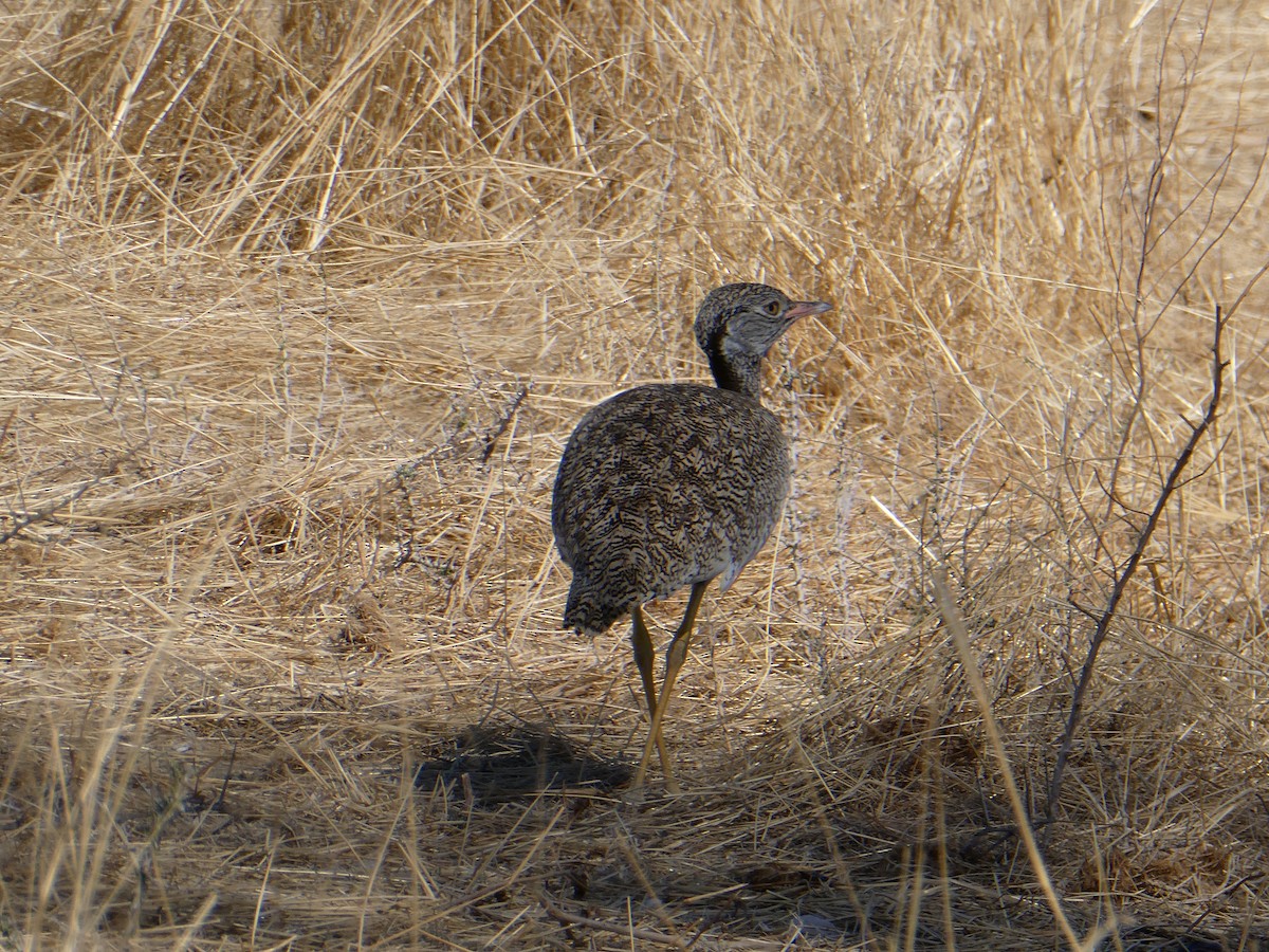 White-quilled Bustard - ML647830015