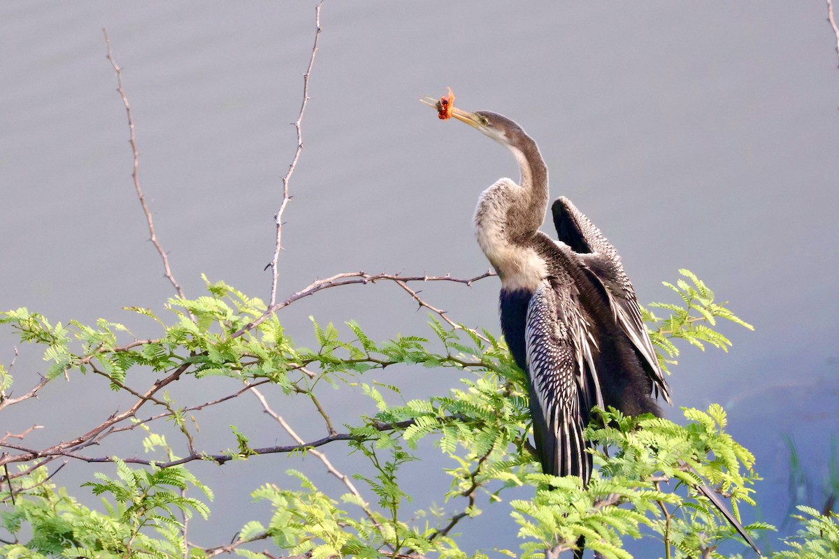 נחשון אסייתי - ML647830027