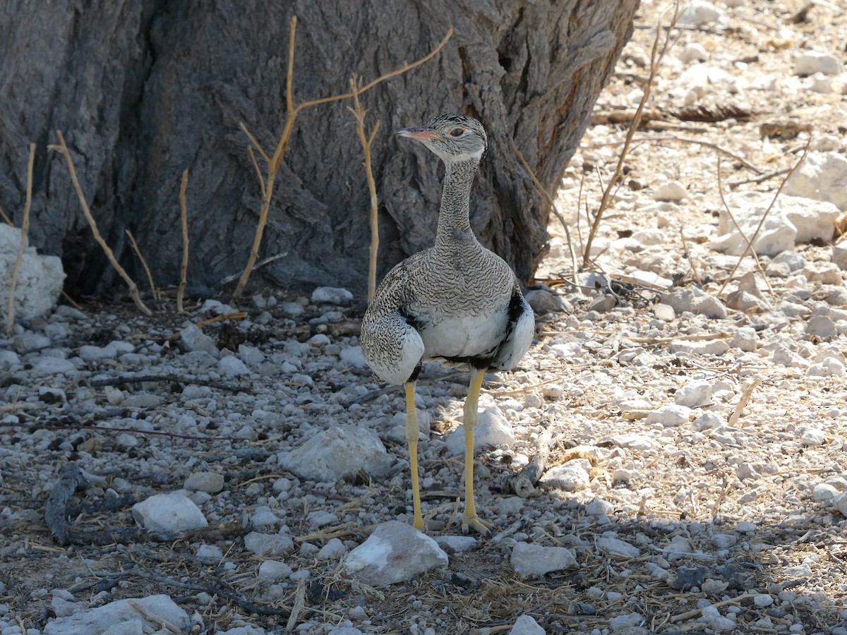 White-quilled Bustard - ML647830031