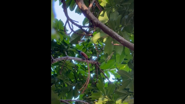 African Paradise-Flycatcher - ML647830074