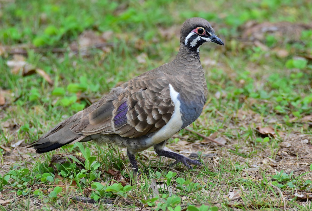 Squatter Pigeon - ML647830113