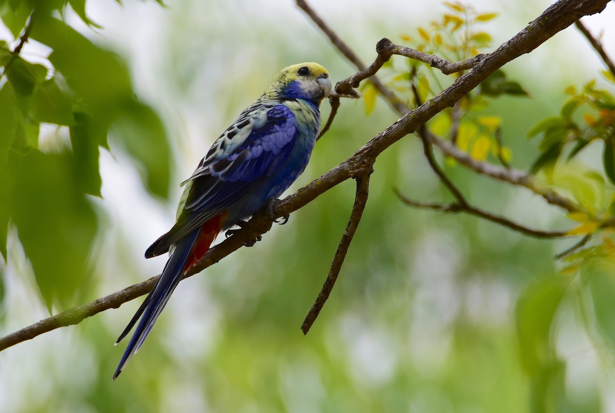 Pale-headed Rosella - ML647830117