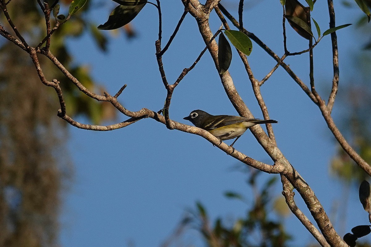 zelenáček brýlový - ML647830148