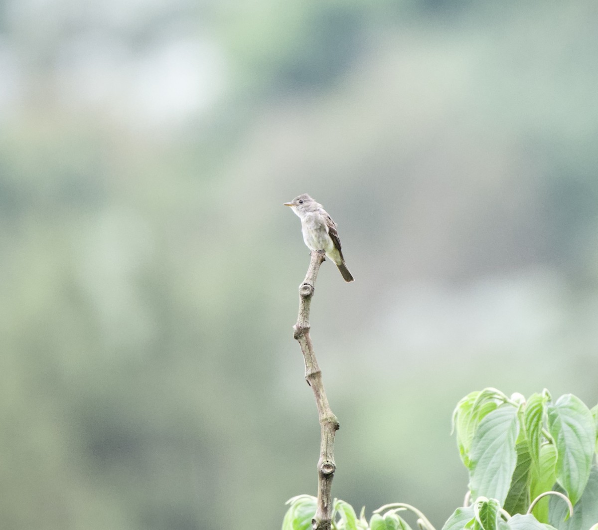 Blasskehl-Schnäppertyrann - ML647830151