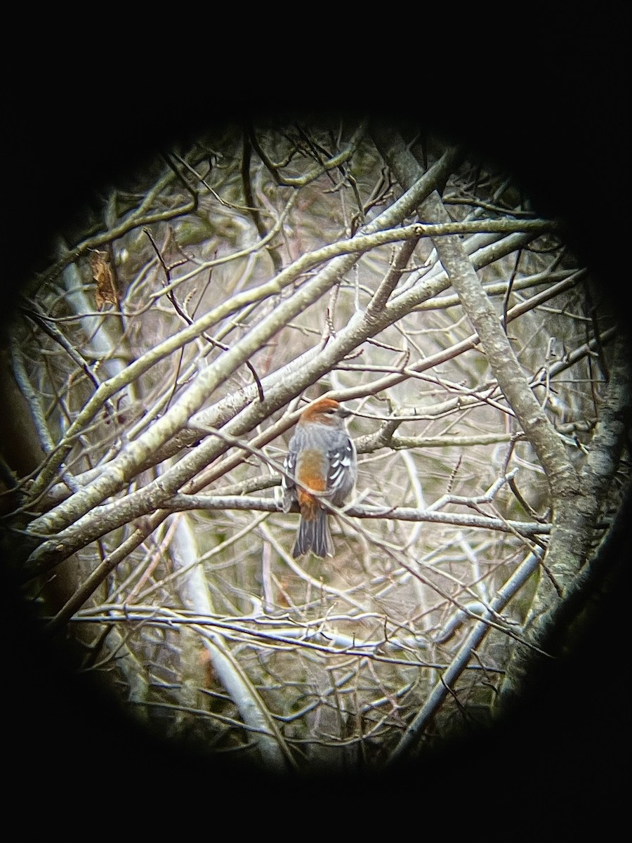 Pinu-gailupa - ML647830153