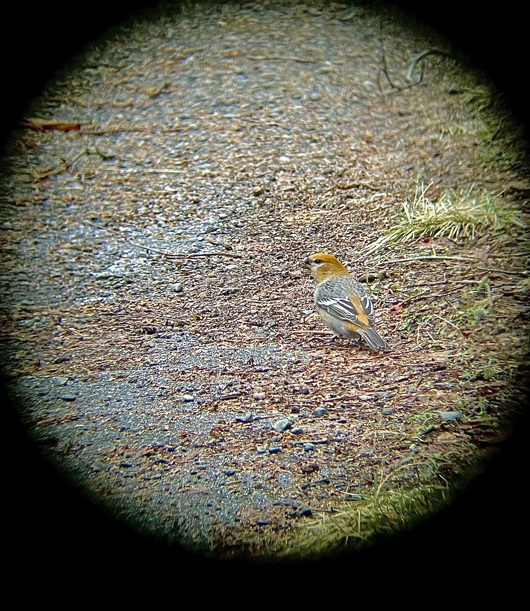 Pinu-gailupa - ML647830154