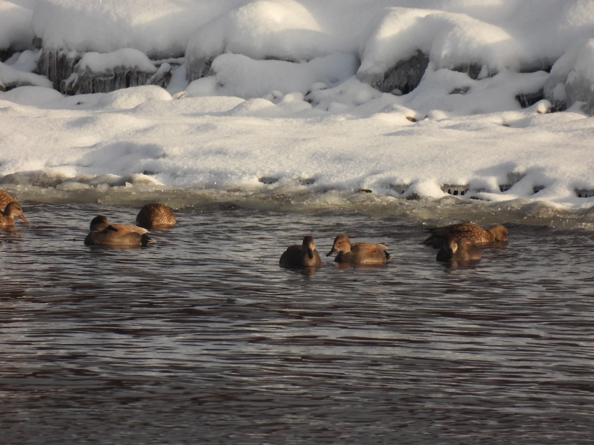 オカヨシガモ - ML647830155