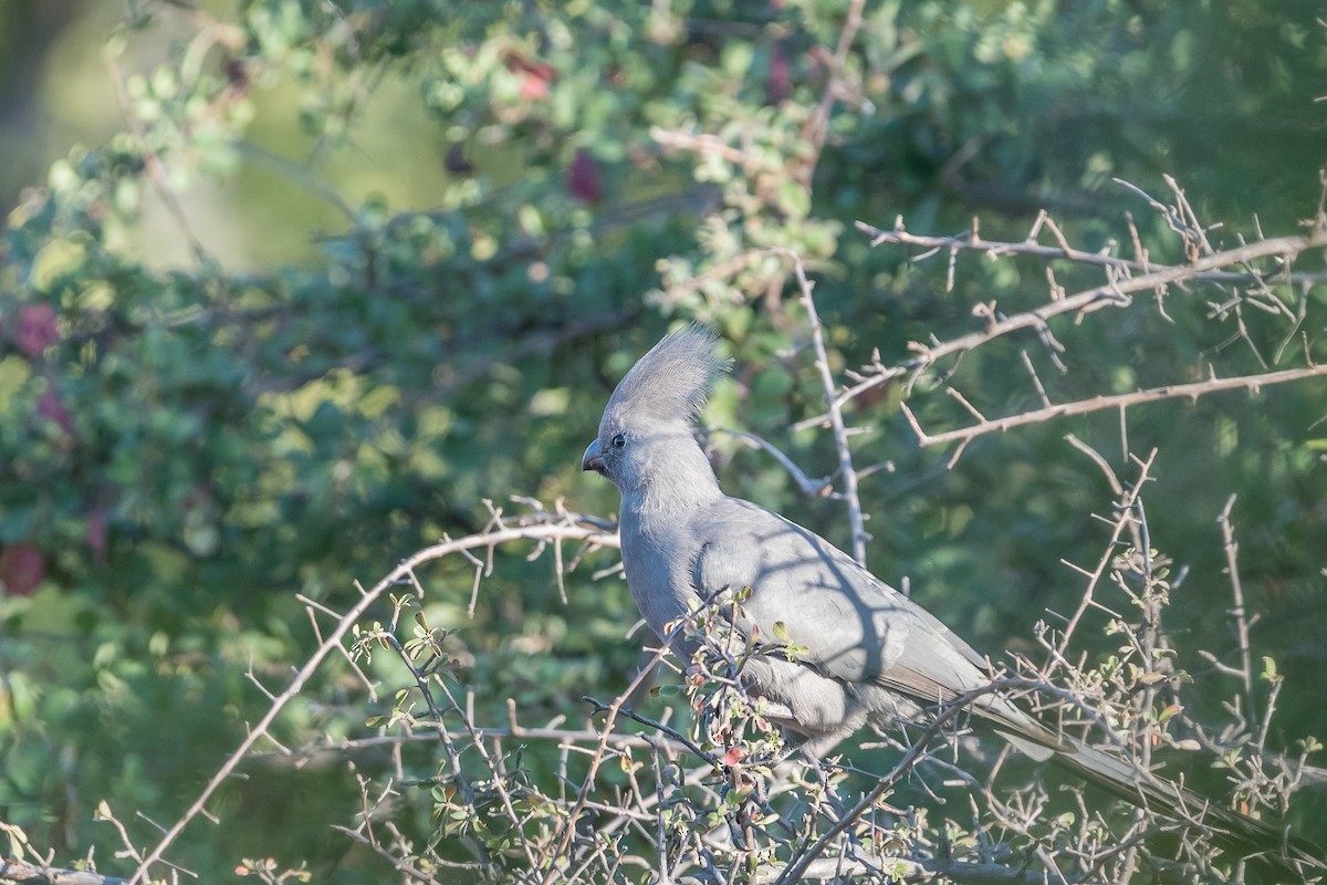 Turaco Unicolor - ML647830179
